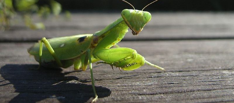 Вредоносное ПО Roaming Mantis расширяет свое присутствие и набирает силу